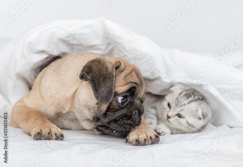 Pug puppy and baby kitten look at each other under a warm blanket on a bed at home