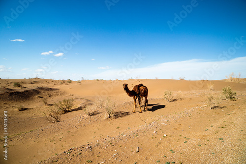 CAMEL IN THE DESERT