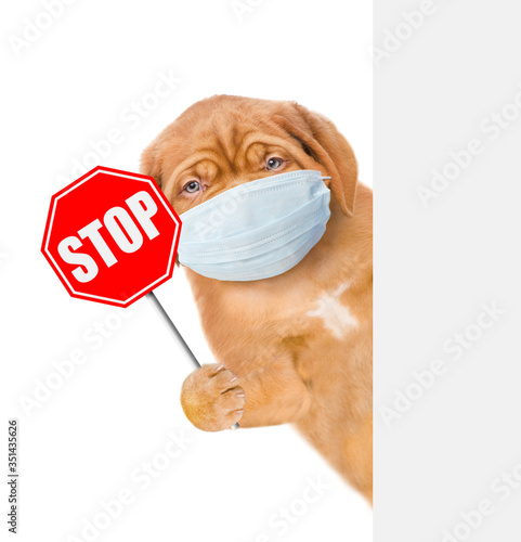 Puppy wearing medical protective mask shows stop sign and look from behinde empty banner. Isolated on white background © Ermolaev Alexandr