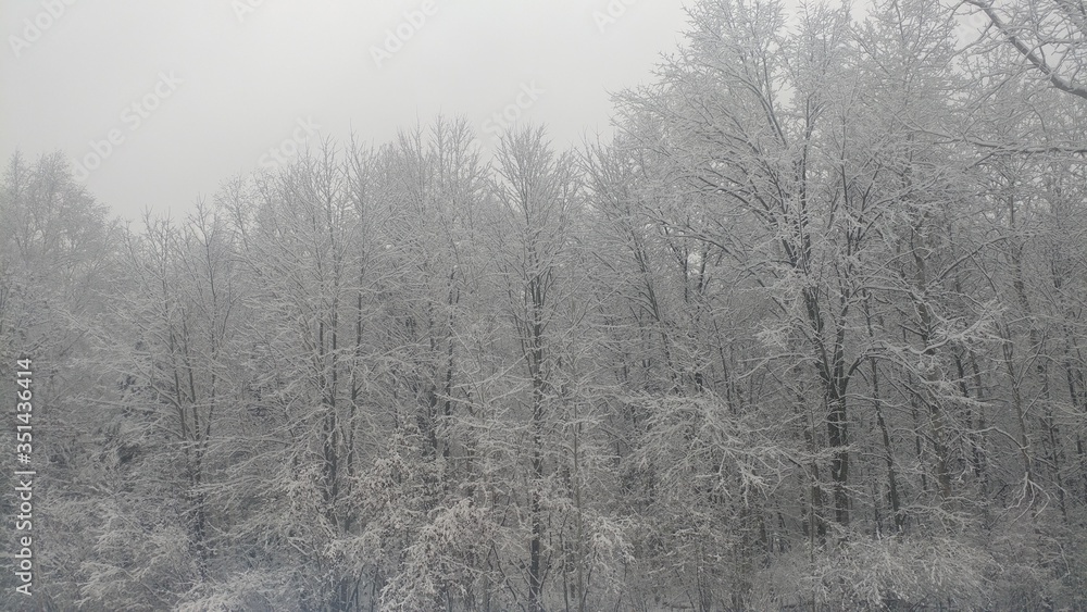 Winter Trees Winter Trees