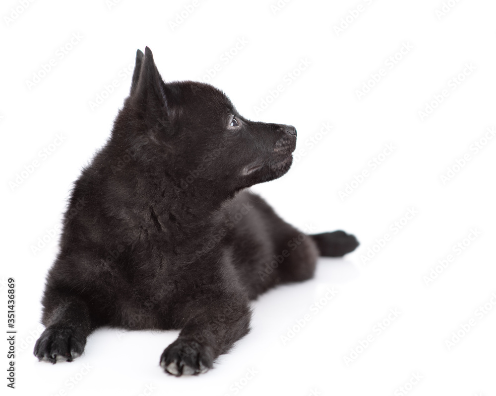 Schipperke puppy lies and looks away and up. Isolated on white background Schipperke puppy lies and looks away and up. Isolated on white background