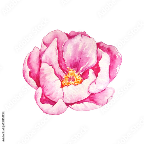 watercolor separate pink blooming peony