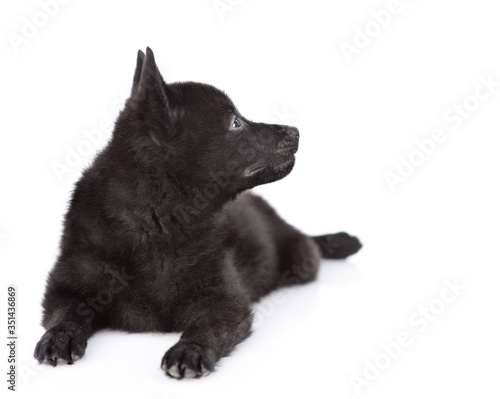 Schipperke puppy lies and looks away and up. Isolated on white background