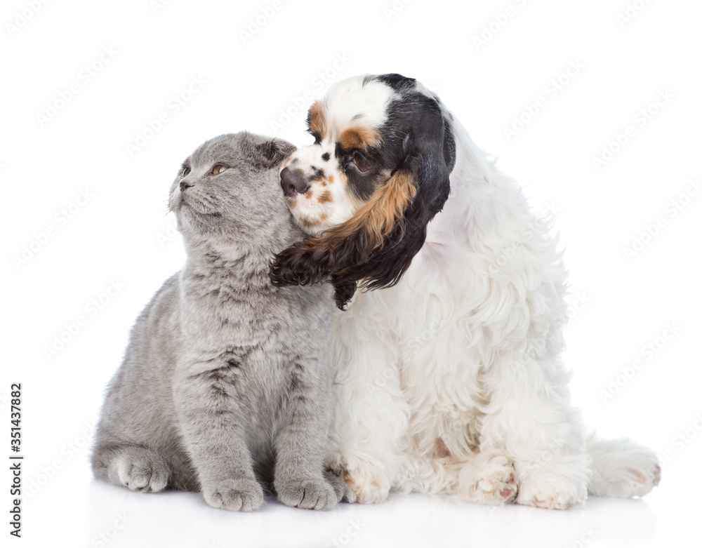 Cocker Spaniel puppy kisses young kitten. isolated on white background Cocker Spaniel puppy kisses young kitten. isolated on white background