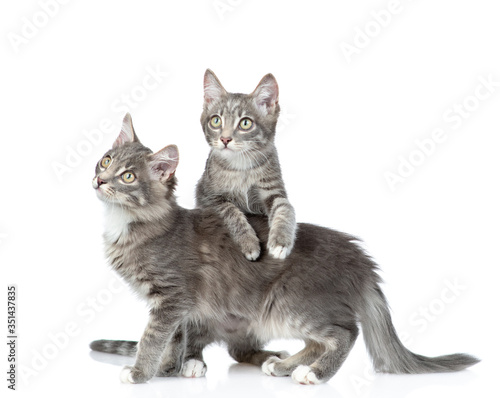 Two cats look up together. isolated on white background