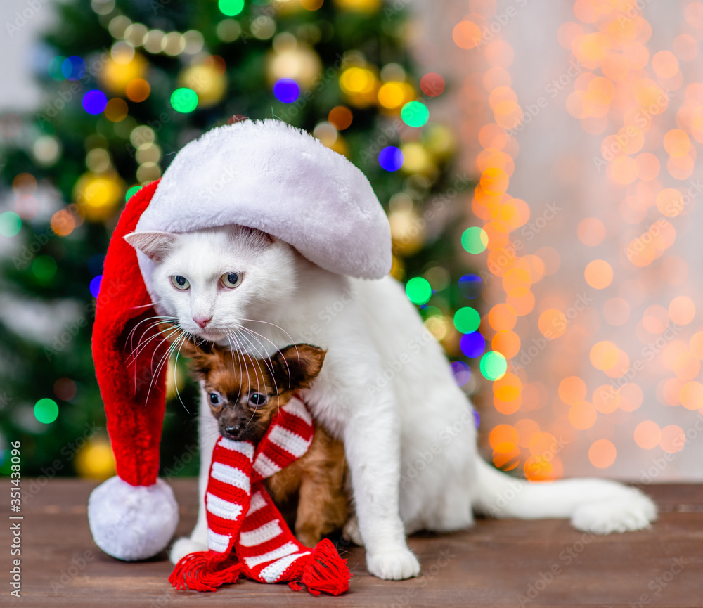 Adult angora cat wearing a red santa hat sits with tiny toy terrier puppy wearing a warm scarf with Christmas tree on background Adult angora cat wearing a red santa hat sits with tiny toy terrier puppy wearing a warm scarf with Christmas tree on background