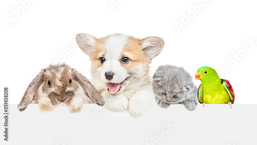 Fototapeta Naklejka Na Ścianę i Meble -  Different pets look together over empty white banner. isolated on white background