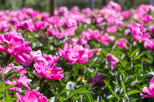 Peony flowers in the park