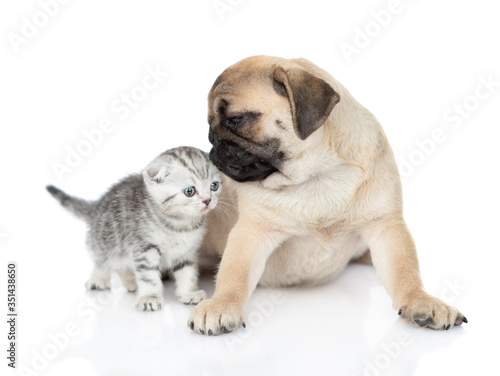 Pug puppy sniffs newborn scottish kitten. isolated on white background