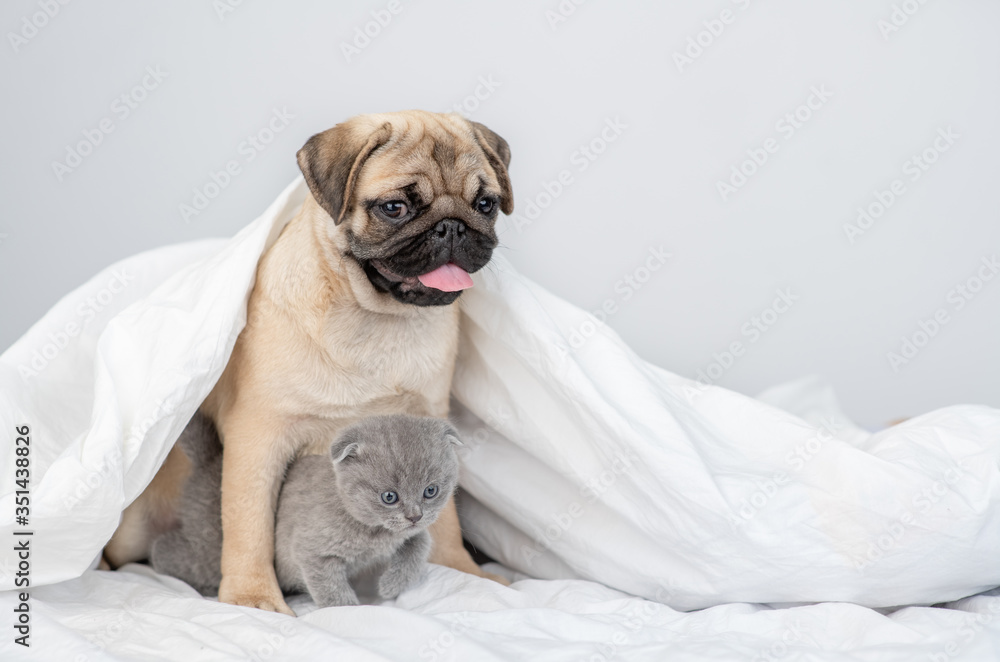 Pug puppy hugs baby kitten under a warm blanket on a bed at home. Empty space for text