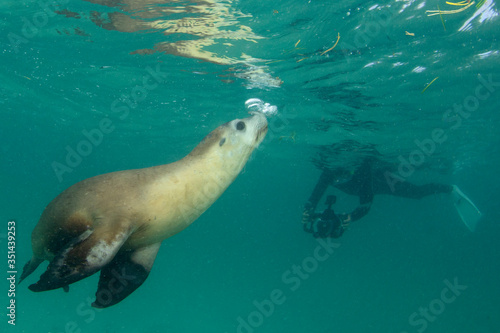 Underwater photographer snorkels with sea lion 