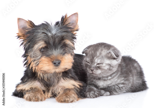 Yorkshire Terrier puppy and sleepy kitten lie together. Isolated on white background