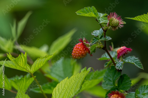A picture of some salmonberries.   Vancouver BC Canada
