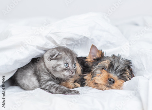 Kitten and sleepy Yorkshire terrier puppy relax together under warm blanket at home
