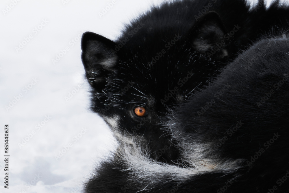 Obraz premium Sled dog resting in the cold snow