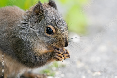 A closeup of a Douglas squirrel s face.   Vancouver BC Canada 