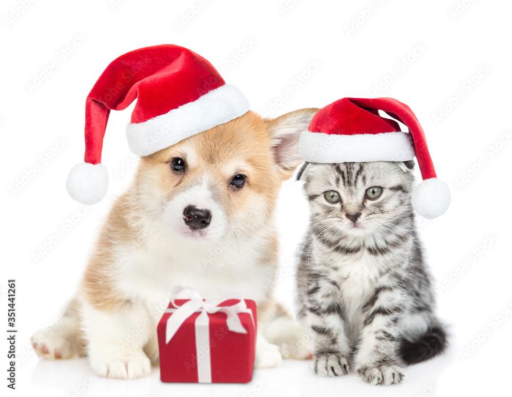 Funny pembroke welsh Corgi puppy and gray tabby kitten wearing red christmas hats sit together with gift box. isolated on white background