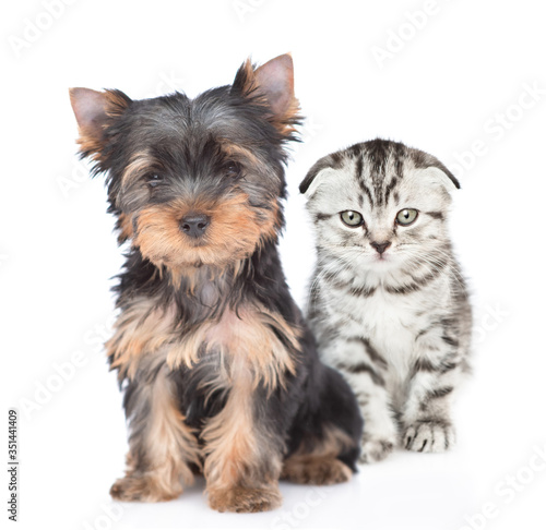 Fold tabby kitten and Yorkshire Terrier puppy sit together in front view and look at camera. Isolated on white background
