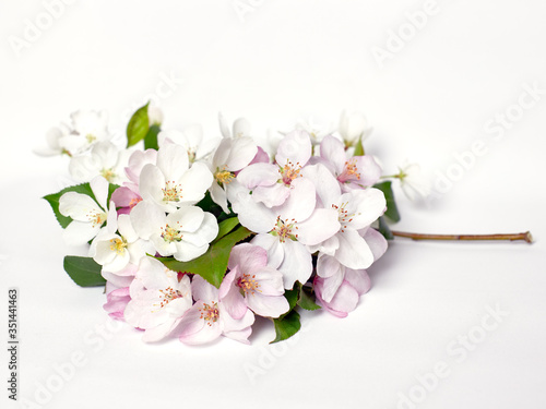 Appletree blossom isolated on white. Apple flowers. Spring apple flowers. Bloom garden flower