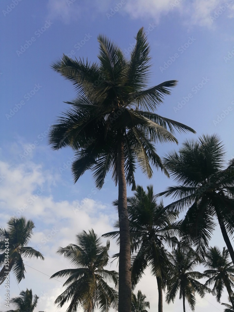 palm trees against blue sky