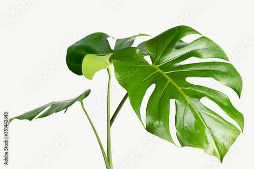 Monstera delicosa plant leaf on a white background mockup photo