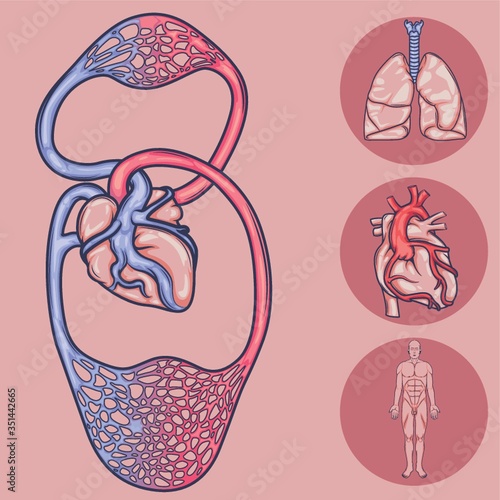 human body system