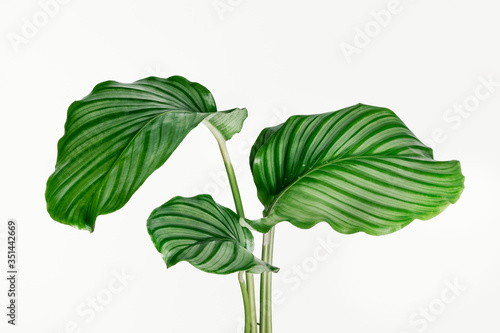 Calathea Orbifolia leaves isolated on background photo