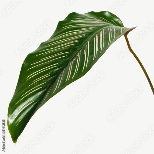 Calathea Ornata leaves isolated on white background mockup photo