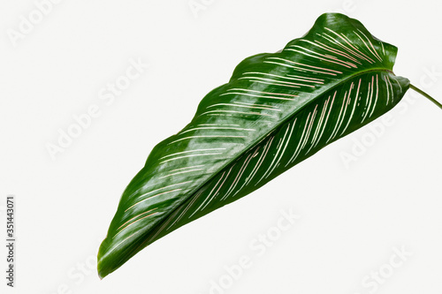 Calathea Ornata leaves isolated on white background mockup photo