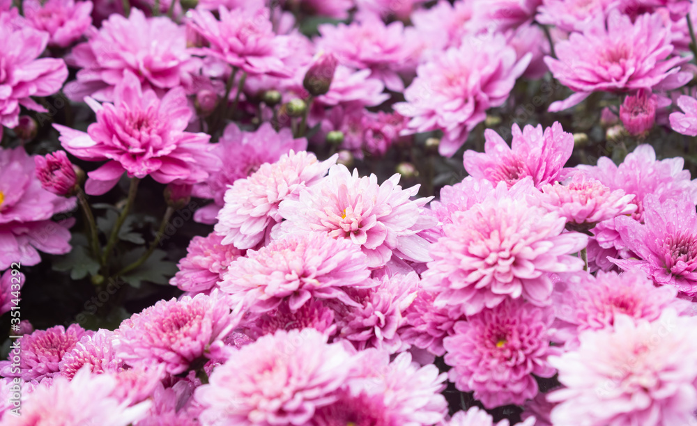 Purple or Violet Chrysanthemum Flower and Green Leaves in Garden in Side View. Natural Chrysanthemum Flower or Chrysanthemum bouquet with green leaves background Purple or Violet Chrysanthemum Flower and Green Leaves in Garden in Side View. Natural Chrysanthemum Flower or Chrysanthemum bouquet with green leaves background