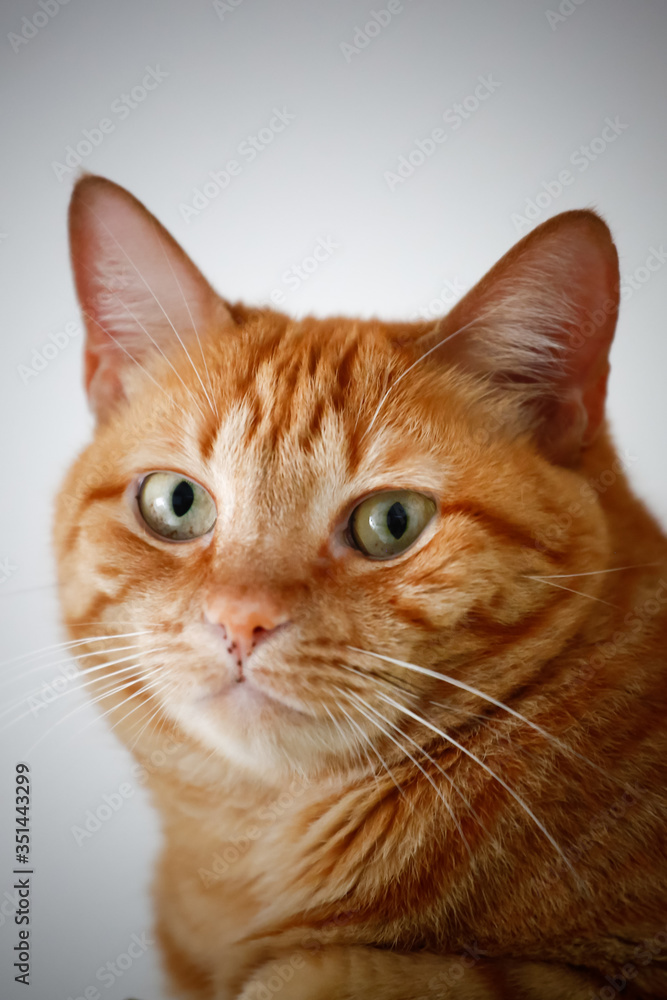 Fototapeta premium GATO AMARELO