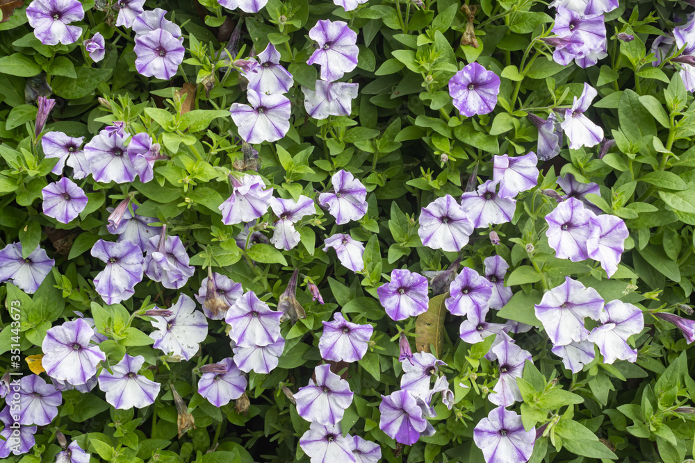 Obraz premium Purple or Violet Petunia Flower on Wide Angle View on Vertical Garden. Natural Petunia Flower or Petunia bouquet with green leaves background