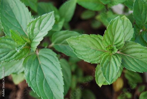 Green Mint Leaves, Herb Plant