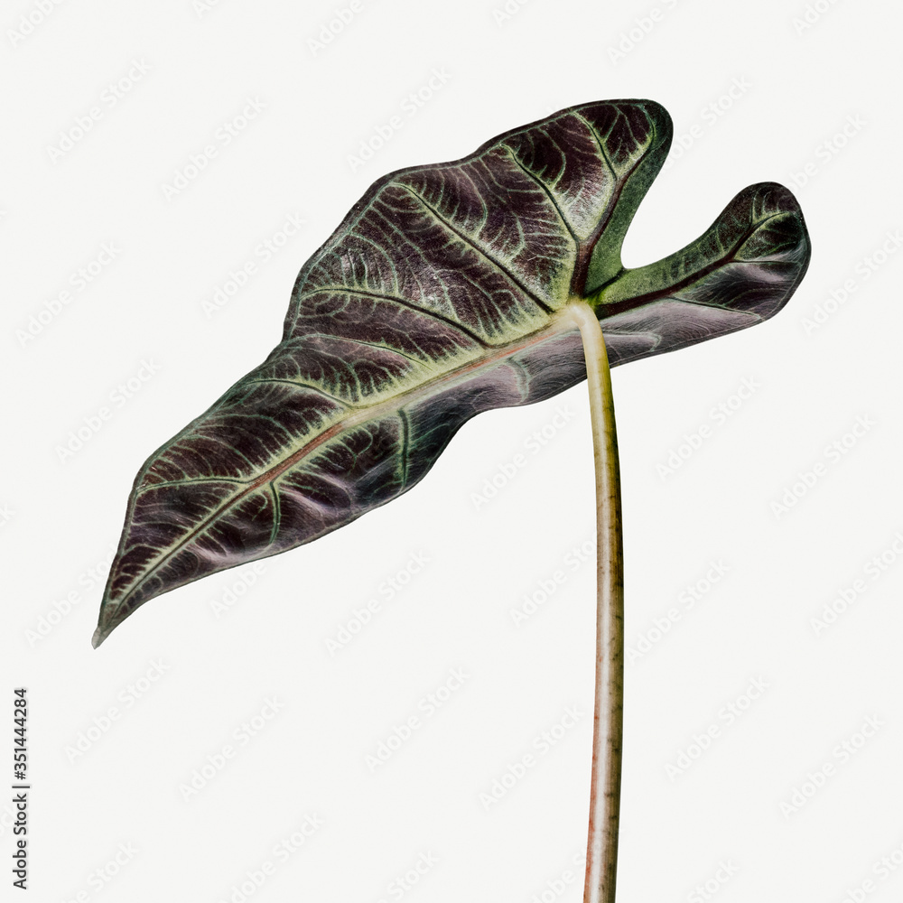 Tropical Alocasia leaf on white background Stock Photo | Adobe Stock