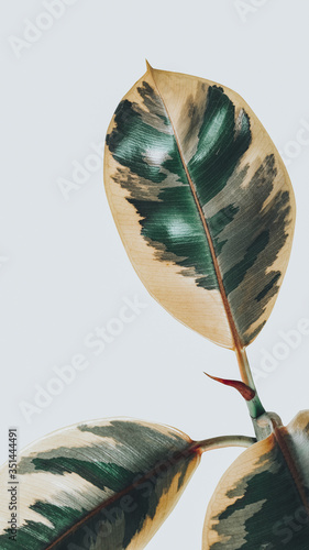 Tableau sur toile Closeup of an Indian rubber tree mobile wallpaper