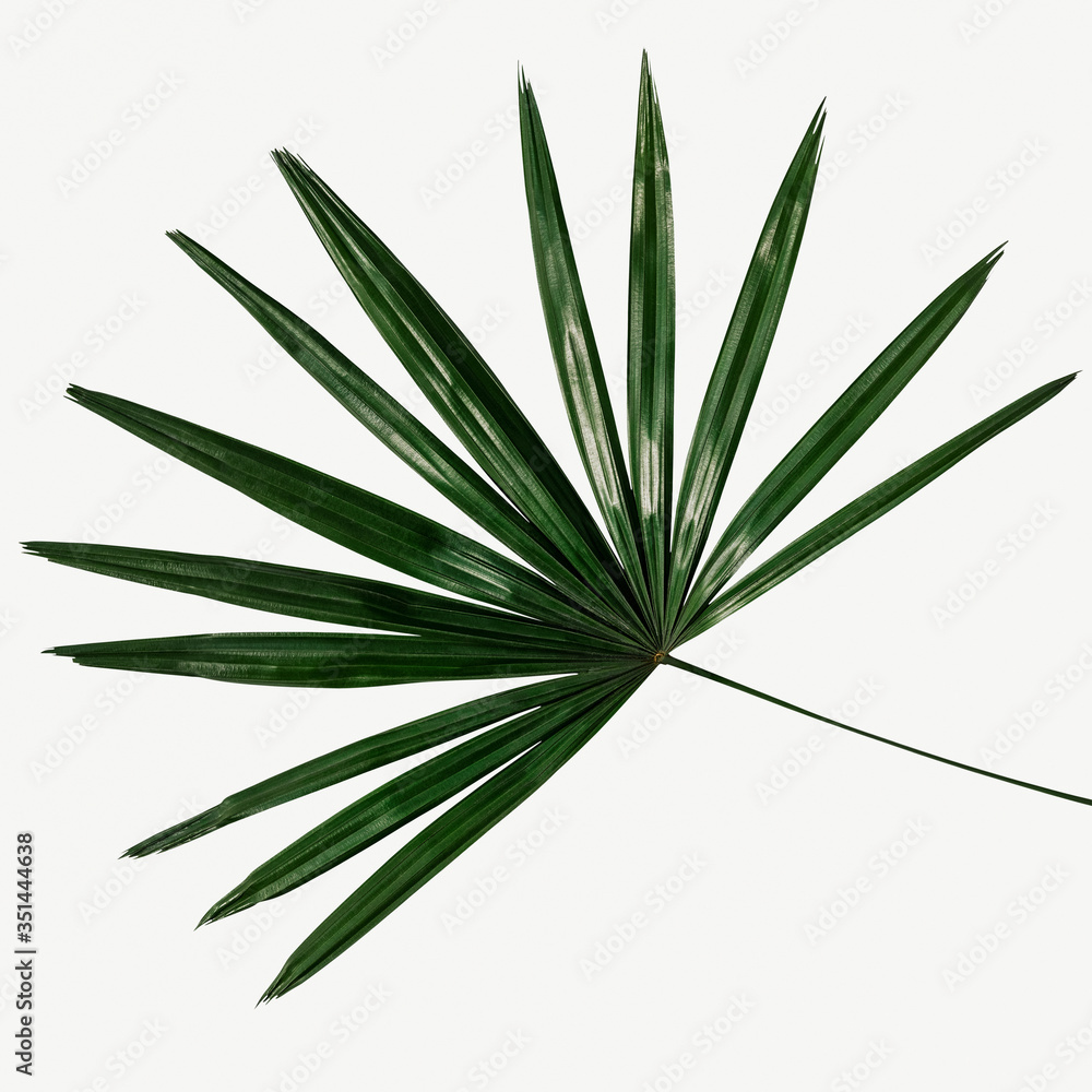 Fresh green palm leaf background Fresh green palm leaf background