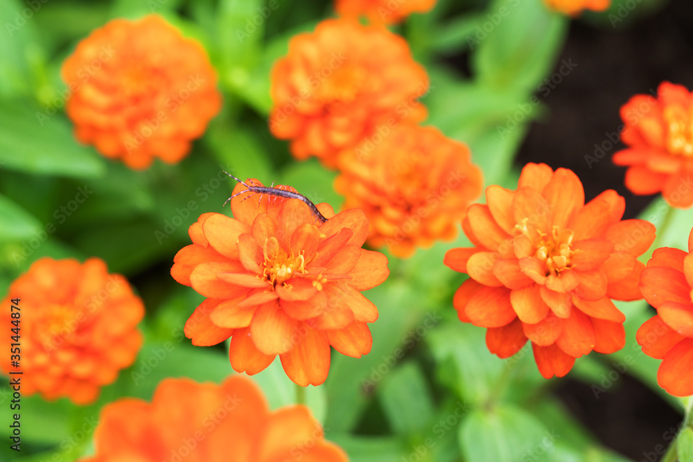 Chrysanthemum Flower are blooming in the park In the morning Chrysanthemum Flower are blooming in the park In the morning