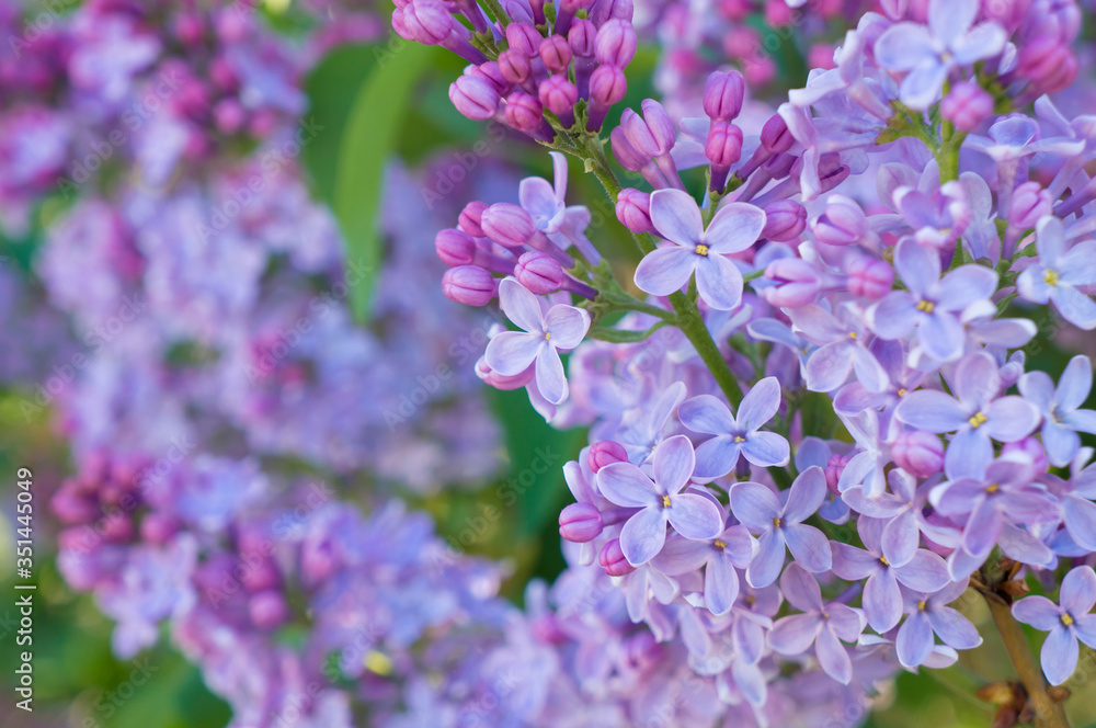 blooming lilac (Syringa vulgaris L.) purple and pink flowers close-up
