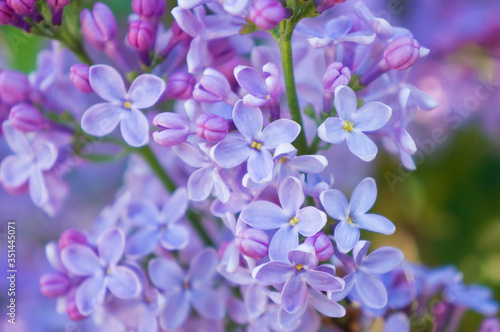 blooming lilac (Syringa vulgaris L.) purple and pink flowers close-up 