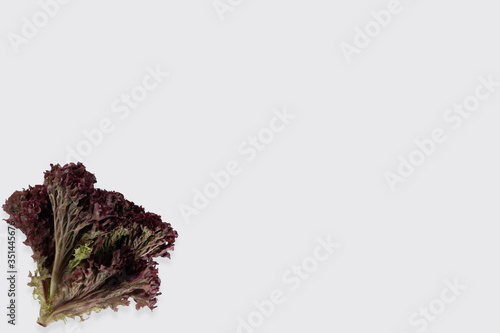 bunch of fresh lollo rosso lettuce on a white background close-up photo