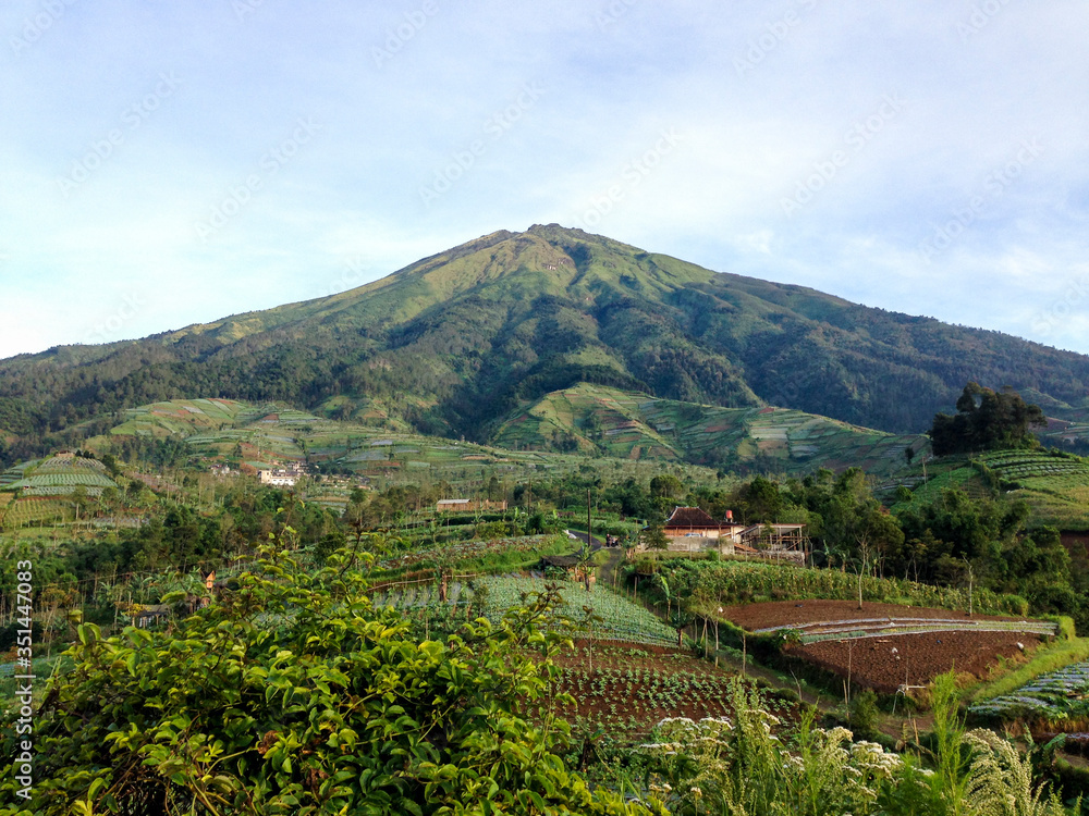 Naklejka premium tea plantation in indonesia