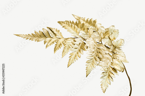 Golden leatherleaf fern plant mockup