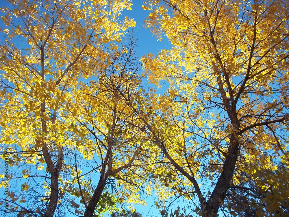 Looking up at trees in the fall