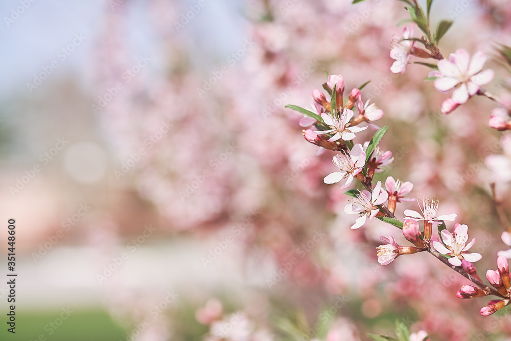 Fototapeta premium Blossoming branch pink almond tree. Bright colorful spring flowers. Bright colorful spring flowers
