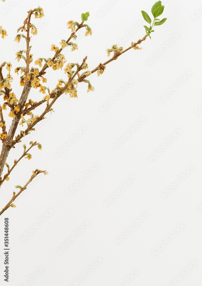 Dried Forsythia branch on an off white background with a design space Dried Forsythia branch on an off white background with a design space