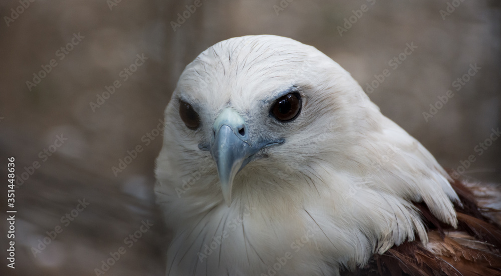 Philippine Hawk Eagle Portrait Close-up Philippine Hawk Eagle Portrait Close-up