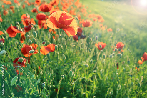Poppies flowers.Summer wildflowers in the rays of the bright sun. red flowers in green grass. Summer season wallpaper.Floral  summer background.Flower field sunny evening 