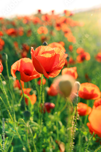 Poppies flowers.Summer wildflowers in the rays of the bright sun. red flowers in green grass. Summer  .Floral bright summer background.Flower field sunny evening 