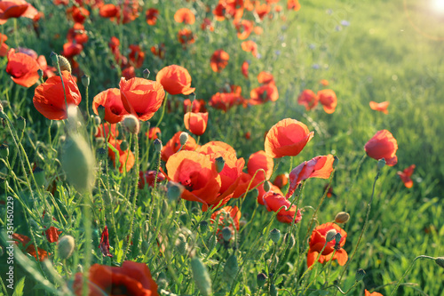 Poppies flowers.Summer wildflowers in the rays of the bright sun. red flowers in green grass. Summer wallpaper.Floral bright summer background.Flower field sunny evening 