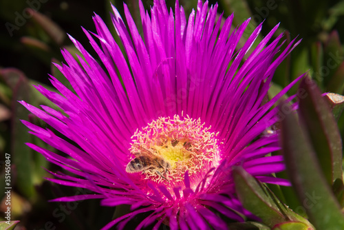 A bee pollinates a flower and collects honey